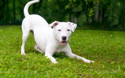 What’s your dog’s behavior telling you about their nutrition?